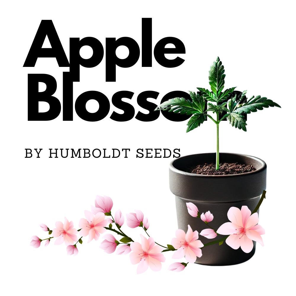 Apple Blossom - Humboldt Seeds Steckling