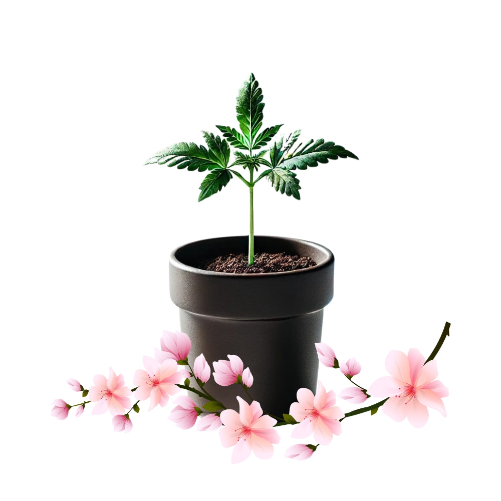 Apple Blossom - Humboldt Seeds Steckling