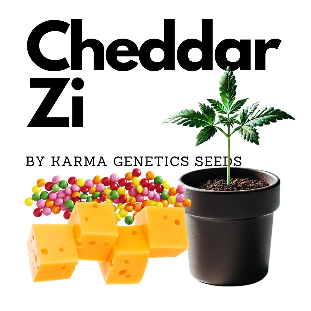 Cheddar Zi - Karma Genetics Seeds Steckling