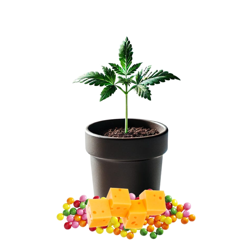 Cheddar Zi - Karma Genetics Seeds Steckling