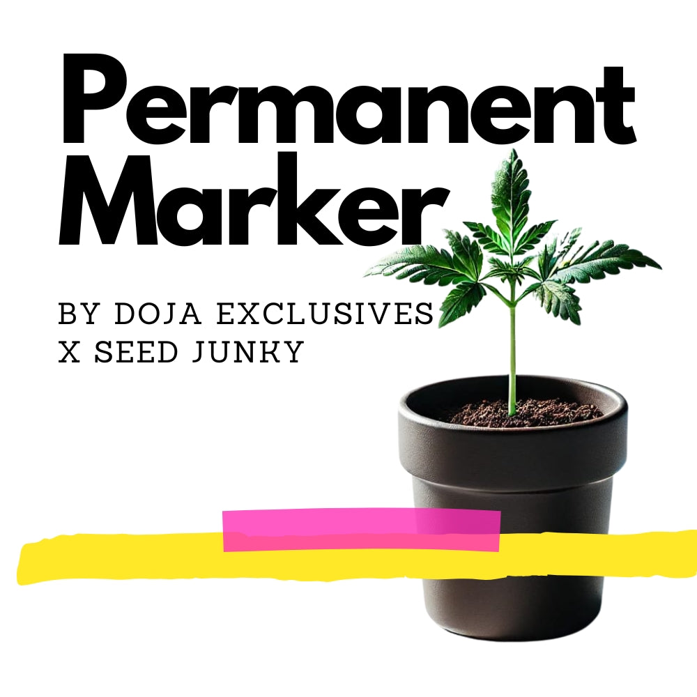 Permanent Marker - Original Doja Exclusives x Seed Junky Breeder Cut Steckling