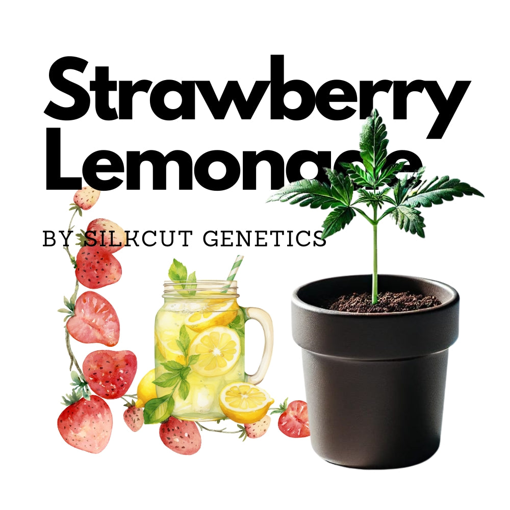 Strawberry Lemonade - The Original by Silkcut Genetics Steckling