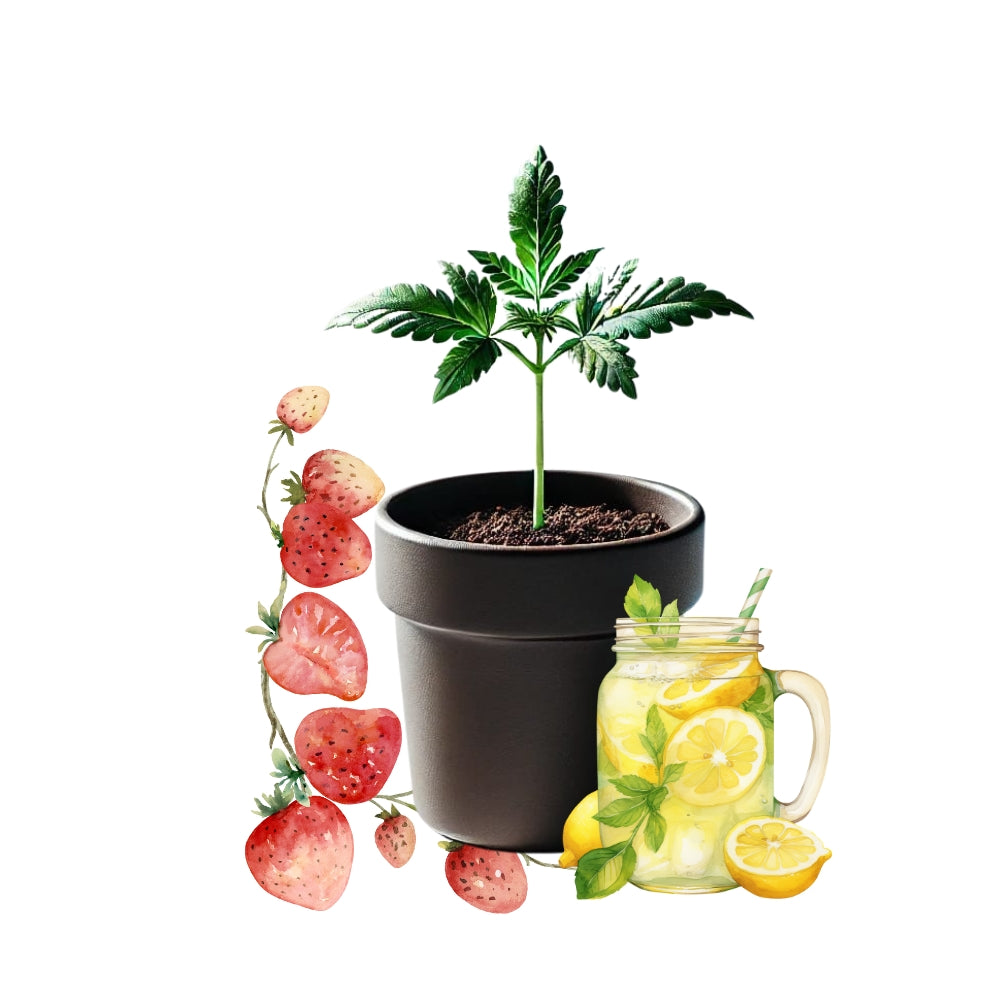 Strawberry Lemonade - The Original by Silkcut Genetics Steckling