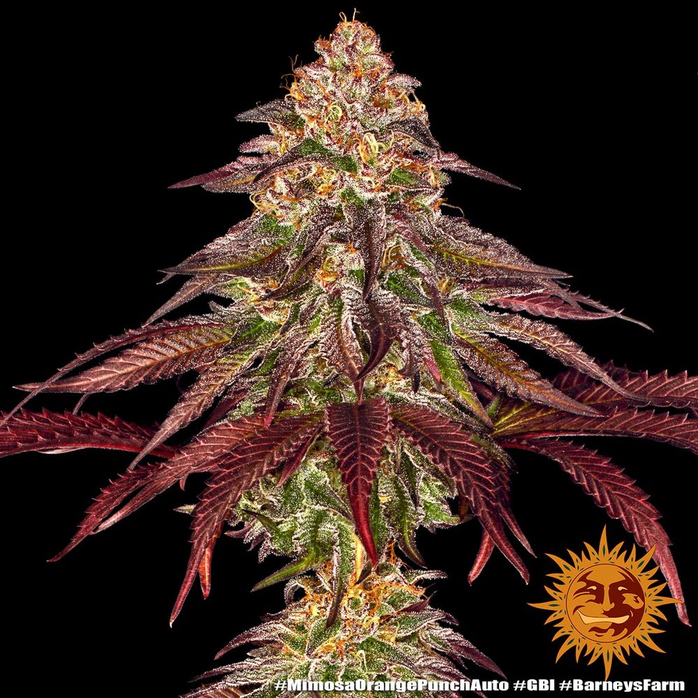 BF Mimosa x Orange Punch Auto Fem. 3St.