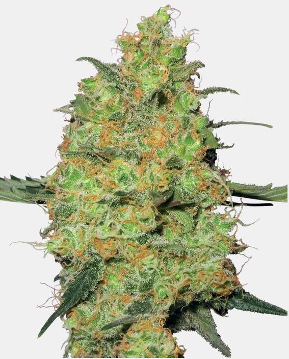 Sensi Seeds Master Kush Fem. 3St.