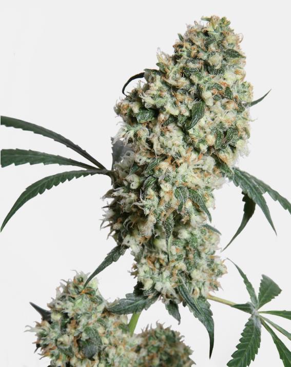 Sensi Seeds Ed Rosenthal Super Bud 10St.