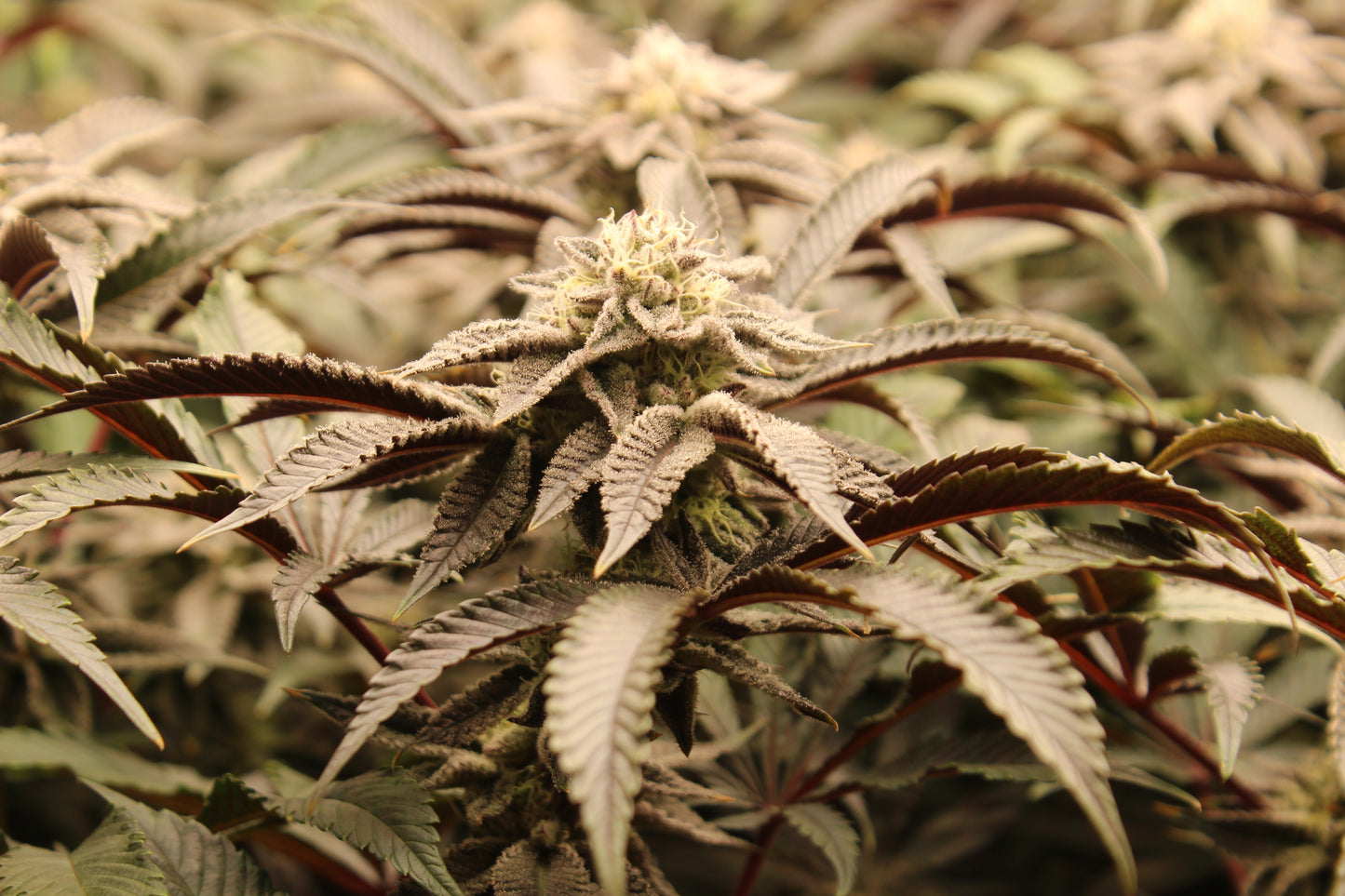 Strawberry Lemonade - The Original by Silkcut Genetics Steckling