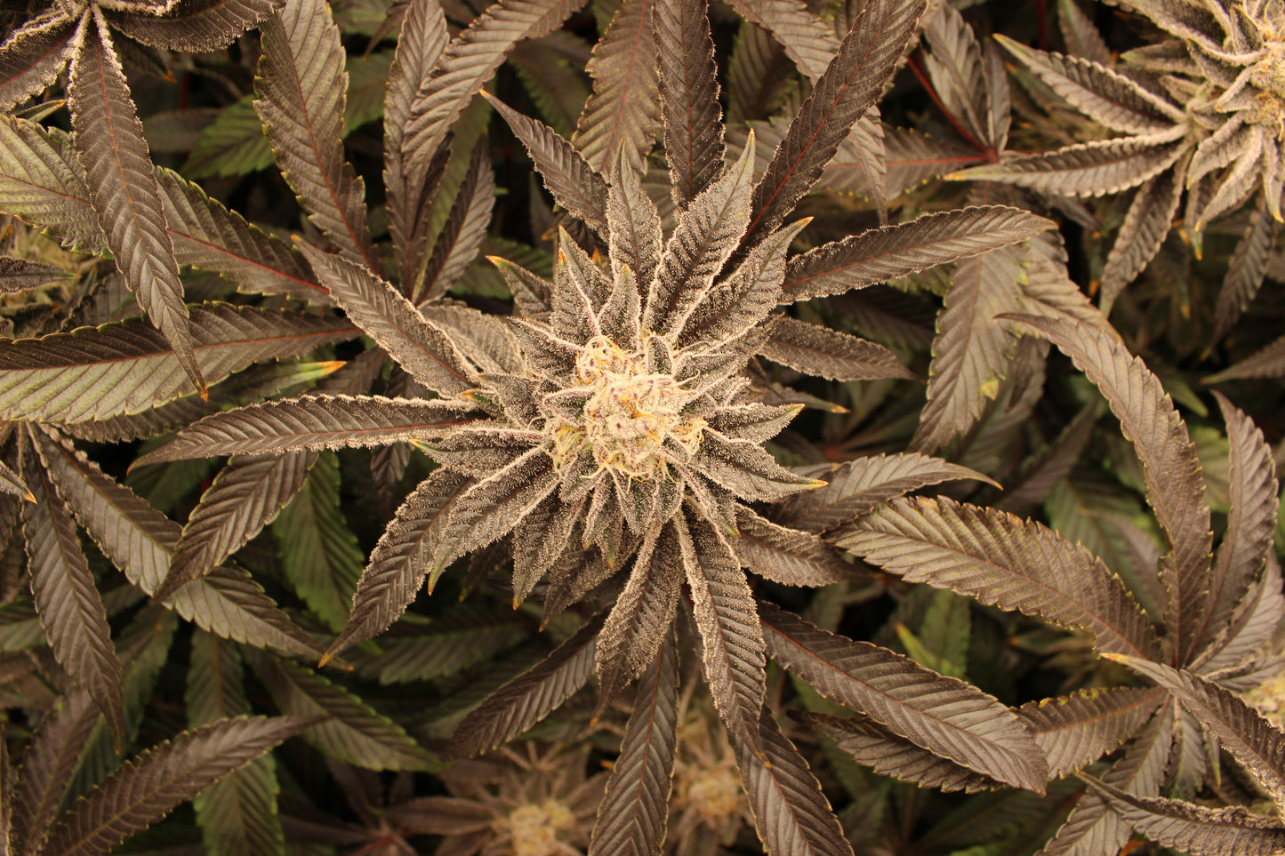 Strawberry Lemonade - The Original by Silkcut Genetics Steckling
