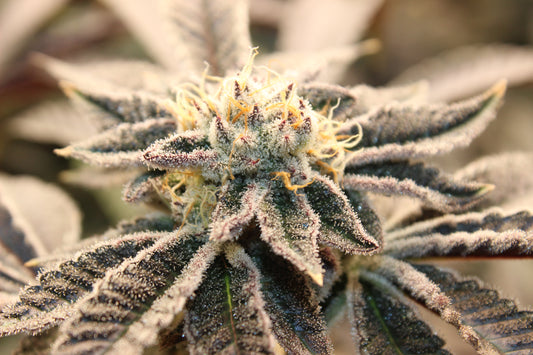 Strawberry Lemonade - The Original by Silkcut Genetics Steckling